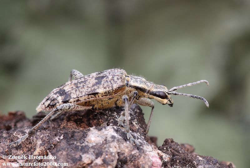 kousavec korový, Rhagium inquisitor, Cerambycidae, Rhagiini (Brouci, Coleoptera)